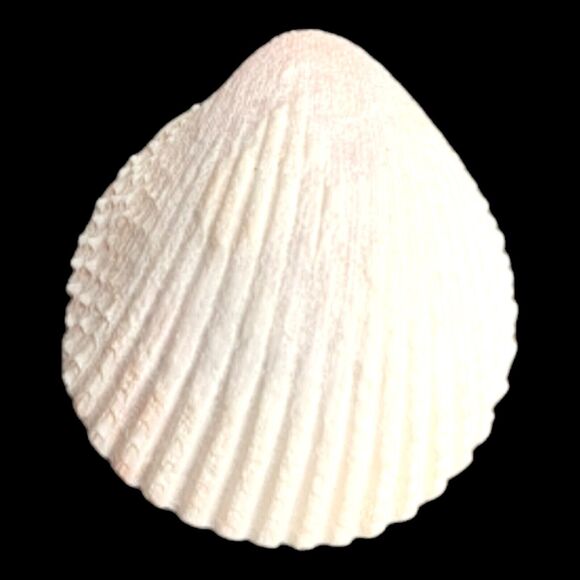 Lot 9 Atlantic Giant Cockle Shells Dinocardium Vobustum Nautical Seashells Beach - Picture 8 of 16